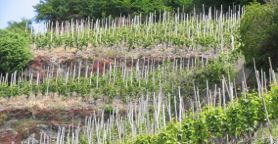 Martin Foradori Hofst�tter e la sua lotta per il Riesling