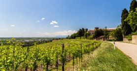 Strade del vino. In Friuli virtuoso esempio di valorizzazione