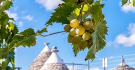 La Puglia del vino è in movimento