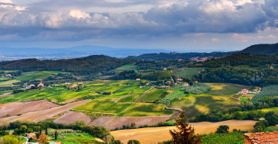 Nobile di Montepulciano. Cresce la quota rosa