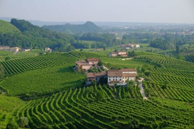 Pinot grigio Doc: s� o no?