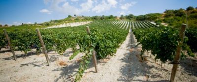 Aquilae Bio, nuovo Nero d?Avola di Cva Caniccatt�