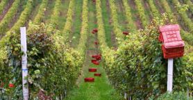 Barl�n, Nebbiolo in rosa di Torraccia del Piantavigna
