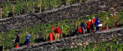 I Nobel del Gruppo Italiano Vini