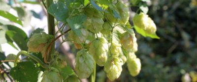 l'Hallertau. Il luppolo di Baviera