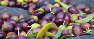 A ciascuno il suo?olio!