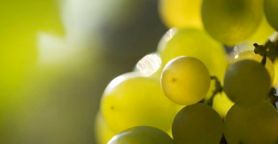Assoenologi e le previsioni vendemmia 2015: + 10% e grande qualità