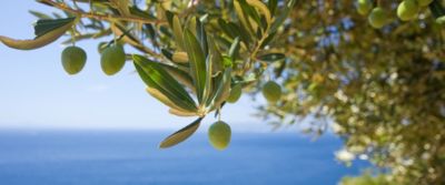 Olive da tavola. Viaggio tra le varietà d'Italia