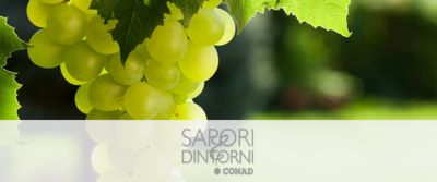Uva da tavola di Mazzarrone Igp