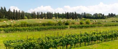 Lucca ha due Doc: Colline Lucchesi e Montecarlo