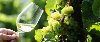 Chardonnay Trentino DOC
