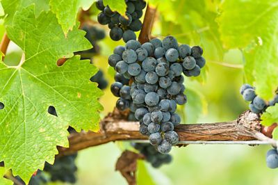 A tutta uva: la regina dell'autunno torna sulle nostre tavole