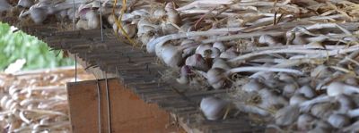 Aglio di Vessalico