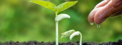 Cos'è la sostenibilità alimentare?