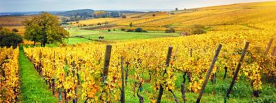 La Strada dei Vini in Alsazia