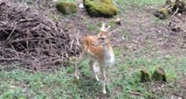 Azienda naturalistica Il Daino 