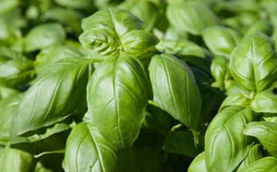 Basilico: tutti gli usi in cucina
