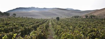 Cirò: vino e non solo