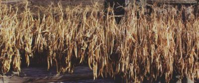 I cibi più antichi al mondo: 5 alimenti che non conoscevi
