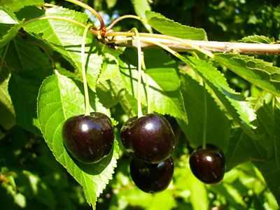 Ciliegie: da Vignola alla Puglia