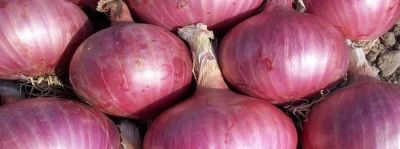 Cipolla rossa di Acquaviva 