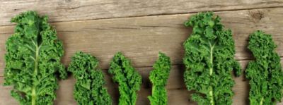 Come si cucina il kale, il vero super food