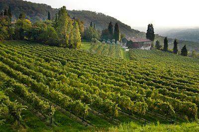 Comprare un ettaro a Barolo? Servono almeno 600 mila euro