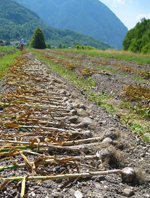 Due giorni alla scoperta dell'aglio di Resia
