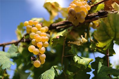 Erbaluce, sempre più qualità per il vino simbolo del Canavese