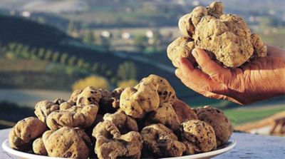 Filettini di vitello con salsa di tartufo bianco e montasio Dop stagionato alt