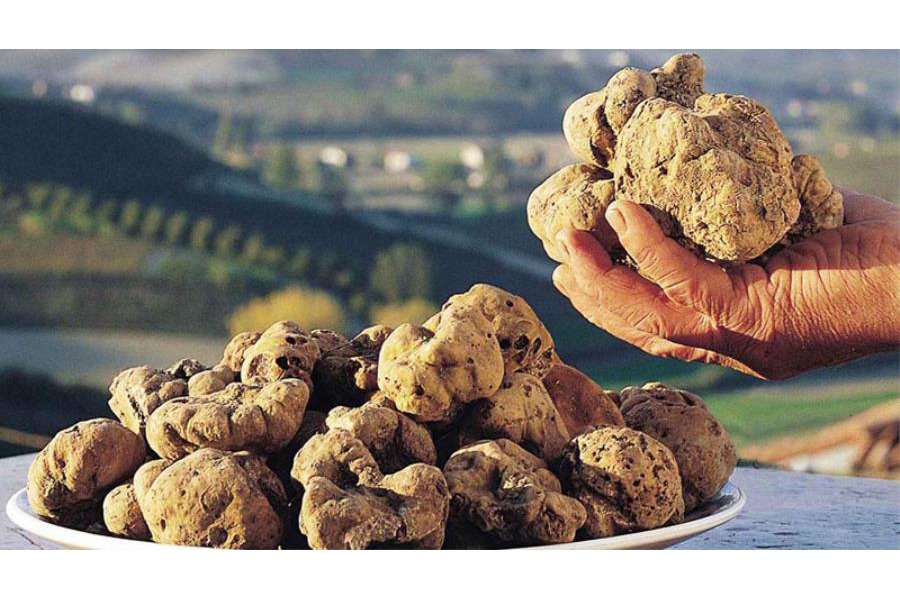 Filettini di vitello con salsa di tartufo bianco e montasio Dop stagionato 