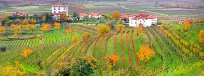 Friuli Grave DOC Sauvignon