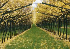 Grandi Vigne, qualità ed ecosostenibilità