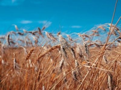 Kamut, grano antico per la vita moderna