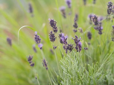 Lavanda: profumo di bellezza e benessere
