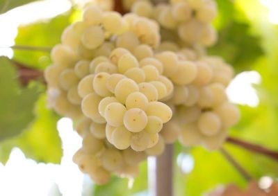 Lotta al rincaro per le uve del Conegliano Valdobbiadene