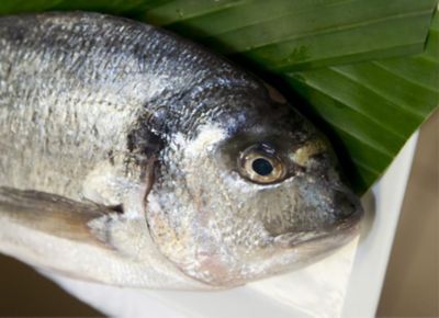 Maccheroncini di Campofilone con ragù di branzino e timoalt