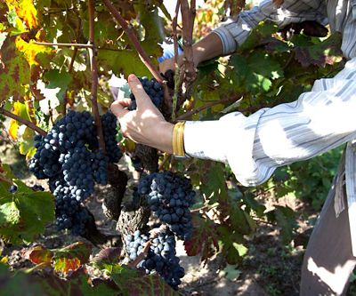 Make your own wine con Terra Jovia