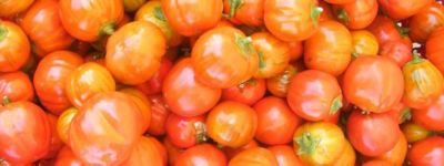 Rotonda, il pollino e la tipica melanzana Dop