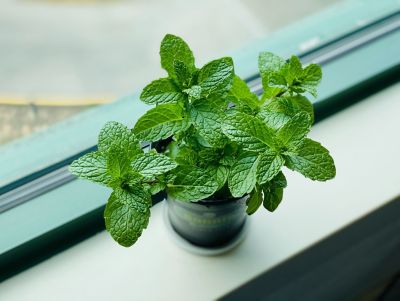 Menta, proprietà e caratteristiche
