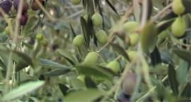 Monocultivar Leccino olio extravergine - video degustazione di Adua Villa