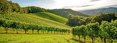Le Colline di Soave