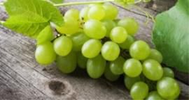 Prosecco Superiore: il riciclo arriva in vigneto