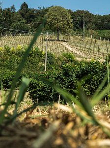 Santa Margherita consolida la propria presenza nell'area Docg del Prosecco