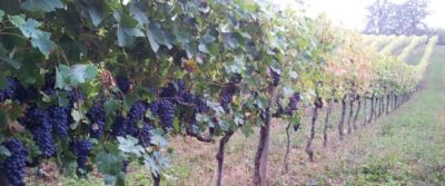 Barbera e Timorasso. I vini del cuore de I Carpini