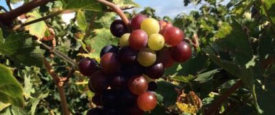 Nero di Troia, uva trendy e antica