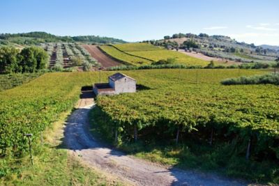 Teramo: il regno del Montepulciano