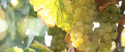I benefici dei chicchi d'uva