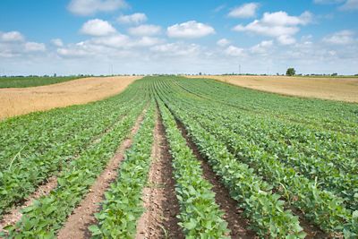  sostenibilità, innovazione e tutela della biodiversità: il nuovo rapporto sulla produzione agricola nazionale 
