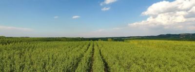 Strada del vino Alto Monferrato: 6 percorsi da scoprire